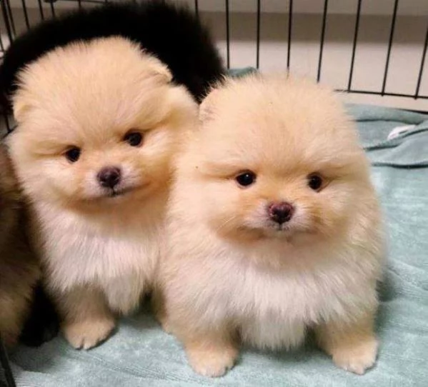 cucciolini volpini spitz mini sanissimi perfettissimi di 2 mesi e mezzo