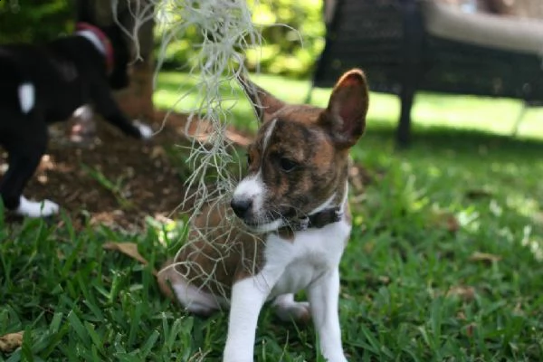 vendita cucciolo  di basenji