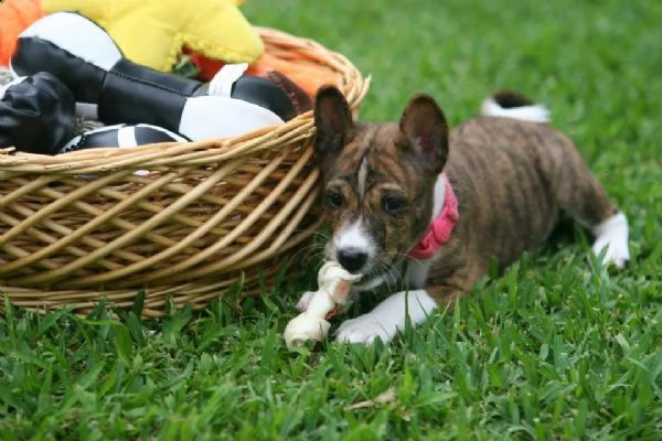 vendita cucciolo  di basenji | Foto 0