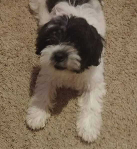 vendita cucciolo cuccioli bichon | Foto 0