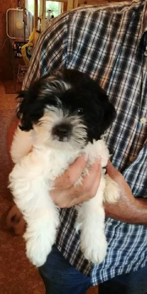 vendita cucciolo cuccioli bichon