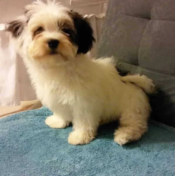 vendita cuccioli di havanese | Foto 0