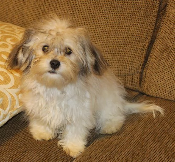 vendita cuccioli di havanese