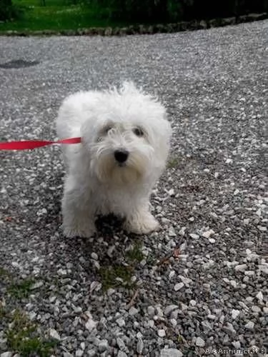 cuccioli di maltese mini toy-