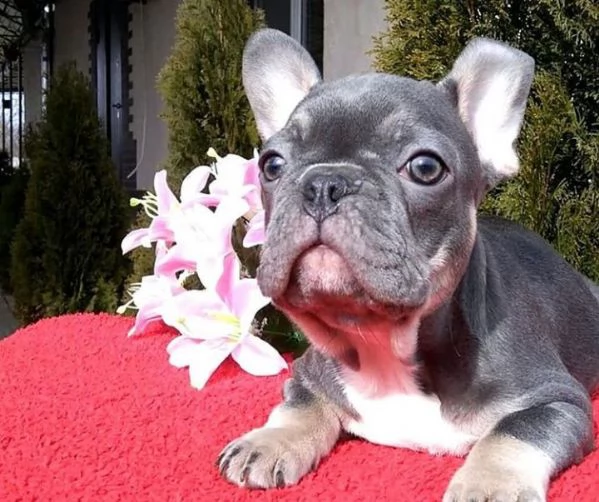cute loving and caring french bulldog puppies for sale | Foto 0