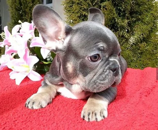 cute bulldog puppies for sale