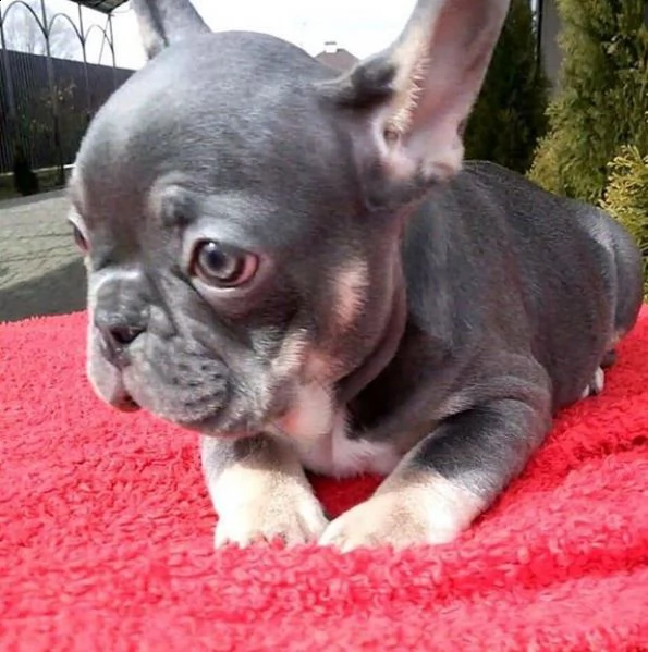 cute bulldog puppies for sale | Foto 0