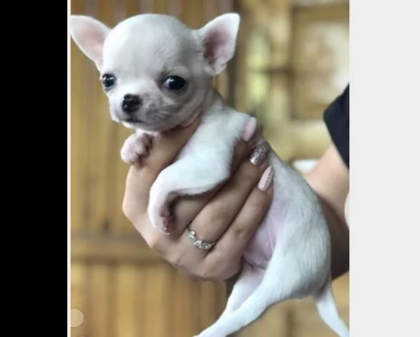 cuccioli chihuahua toy bianco crema cioccolato