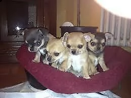 cuccioli di chihuahua italiani visibili e disponibili giocarelloni e affettuosi