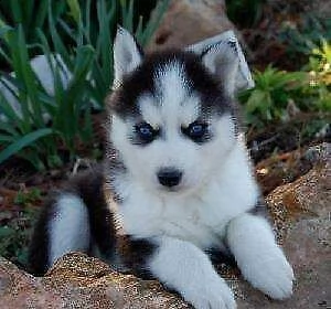 cuccioli di husky di 70 giorni con primo vaccino prima sverminazione e pedigree per info chiamare i 