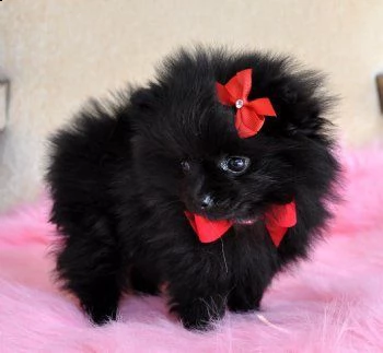  regalo  volpino pomerania mini toy 