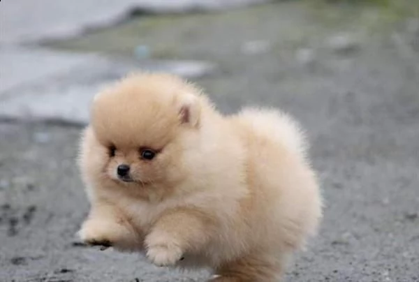  regalo  volpino pomerania mini toy  | Foto 2