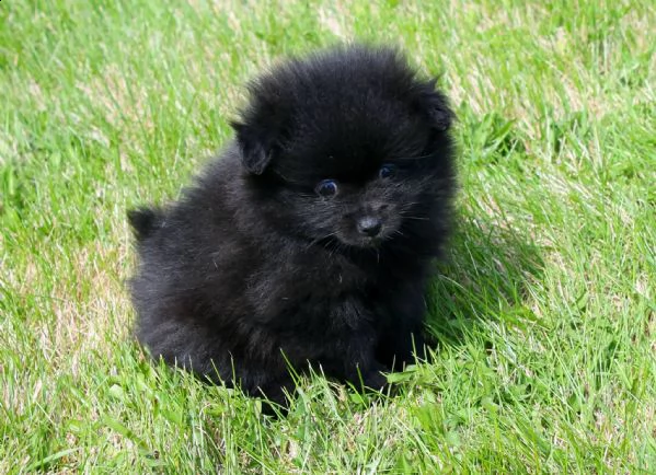  regalo  volpino pomerania mini toy  | Foto 1