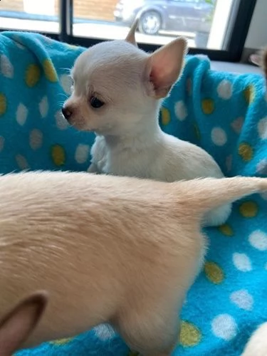 ottimi cuccioli di chihuahua | Foto 2