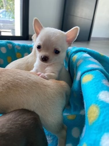 ottimi cuccioli di chihuahua | Foto 1