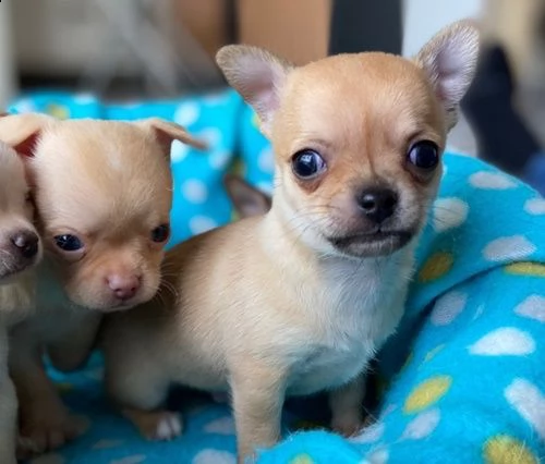 ottimi cuccioli di chihuahua | Foto 0
