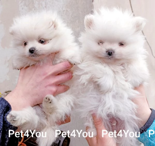 meravigliosi cuccioli di spitz di pomerania, taglia piccolissima, veramente bellissimi, 