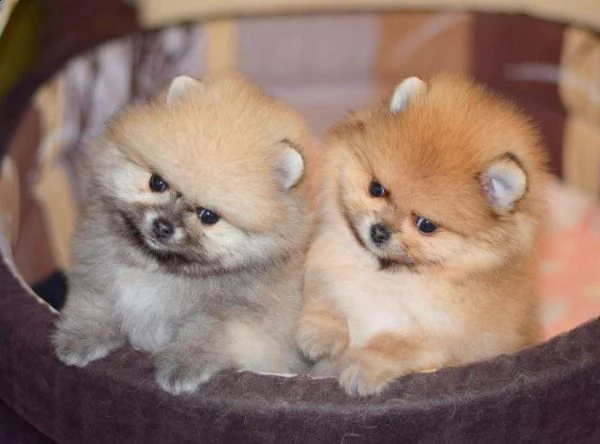 disponibili cuccioli di spitz della pomerania toy amorevolissimi e perfettissimi di 80 giorni 