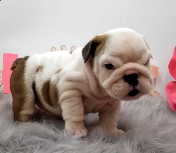 cucciolo bulldog inglese!!<