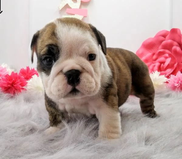 cucciolo bulldog inglese!