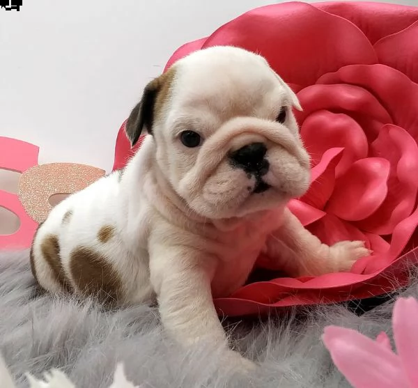 cucciolo bulldog inglese--