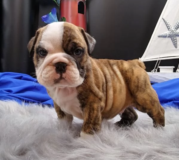 cucciolo bulldog inglese-. | Foto 0