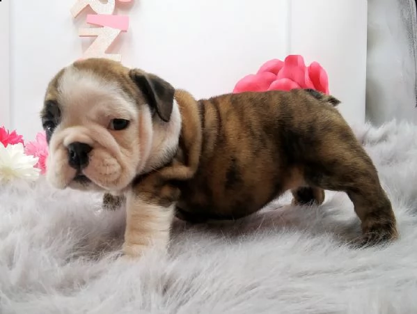 cucciolo bulldog inglese-.