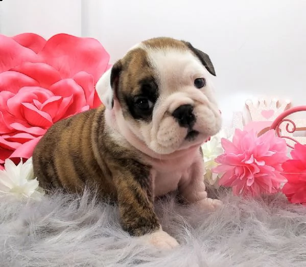 cucciolo bulldog inglese
