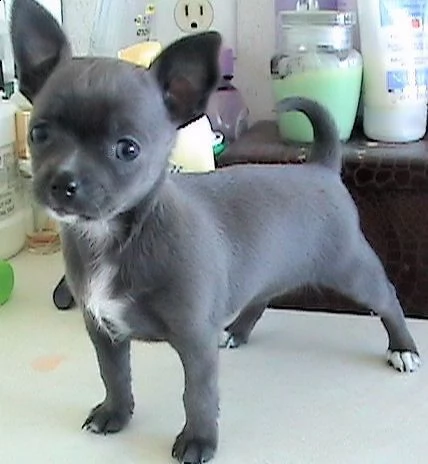 chihuahua cuccioli in regalo