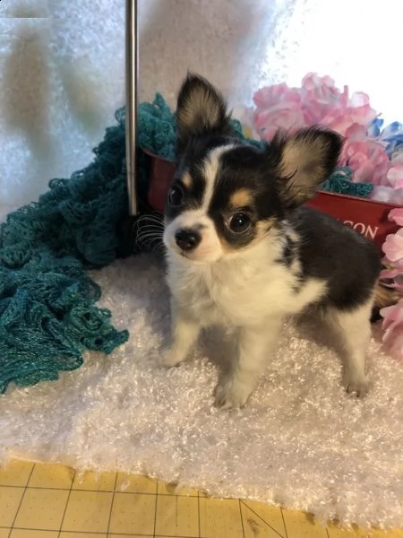 chihuahua cuccioli in regalo-