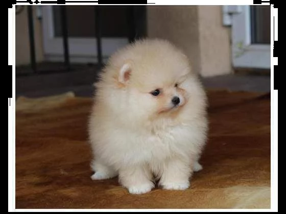 disponibili cuccioli di spitz pomerania toy affettuosissimi e bellissimi 