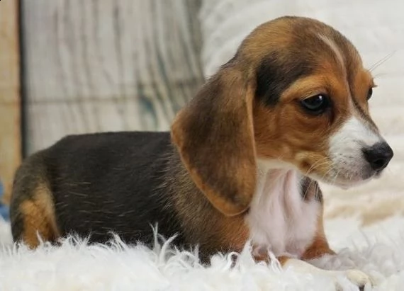 regalo beagle  | Foto 0