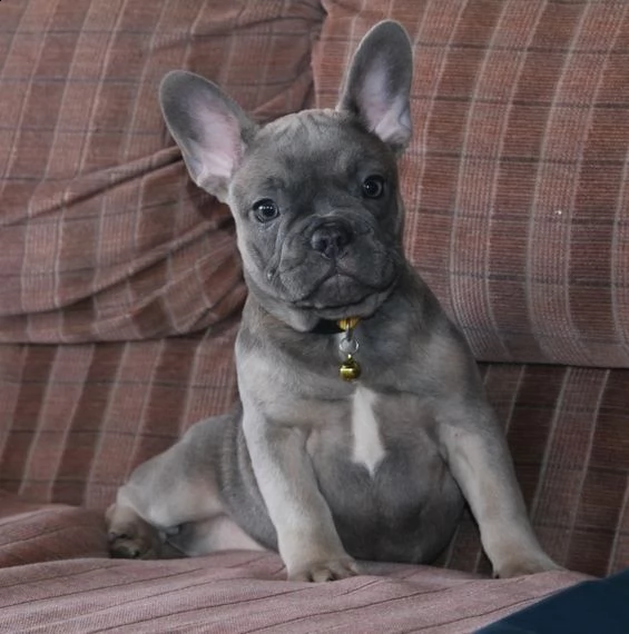 regalo bouledogue francese