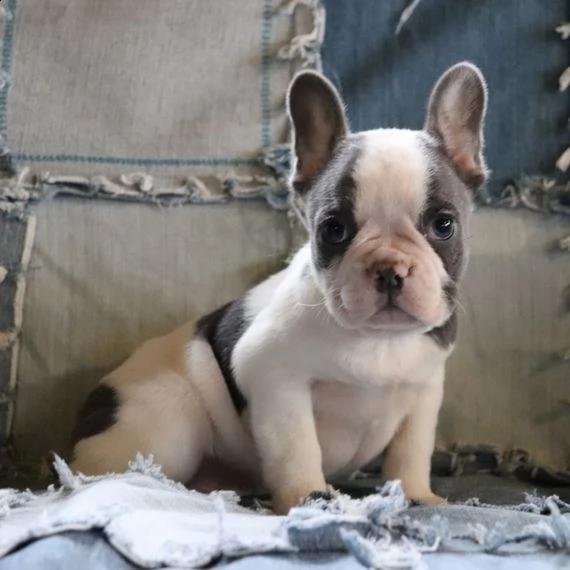 regalo bouledogue francese | Foto 0