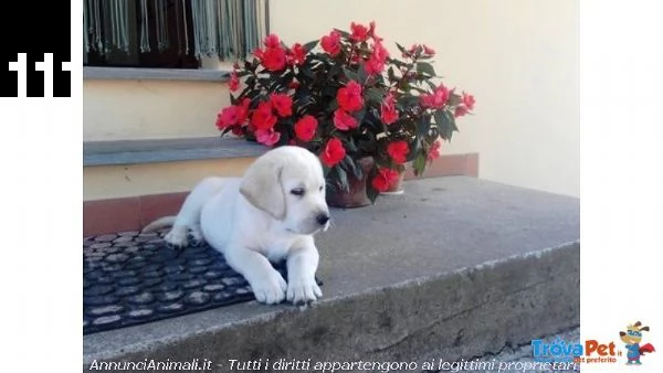 cuccioli labrador biondi marroni e neri con pedigree