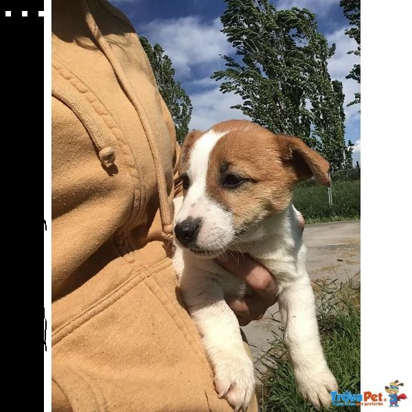 cuccioli di jack russell - allevamento professionale