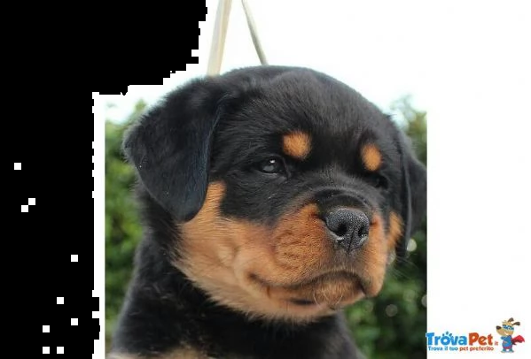 vendo rottweiler alta genealogia
