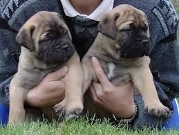 cucciolo di bull mastiff tenerissimi intrigantissimi e buonissimi di 70 giorni sia maschi che femmin