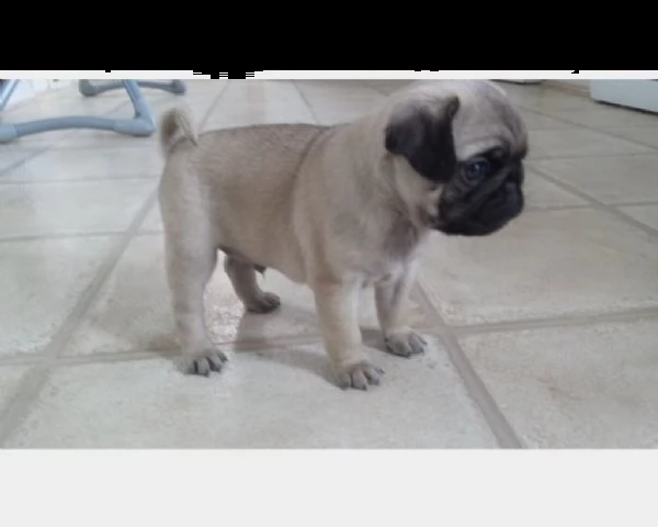 cucciole femmine carlino con pedigree
