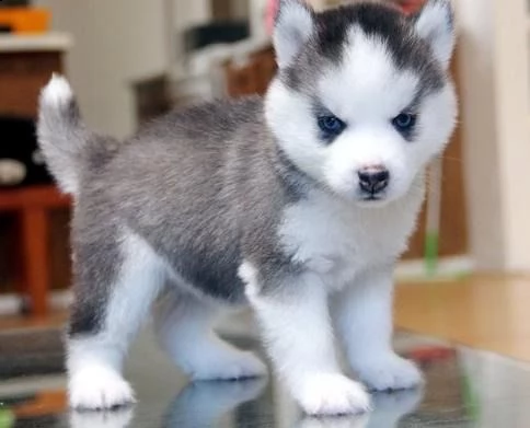 cucciolo husky con pedigree e occhi eterocromi