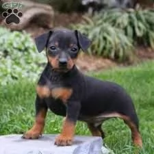 cucciolo di shiba inu tenerissimi intrigantissimi e buonissimi di 70 giorni sia maschi che femmina o