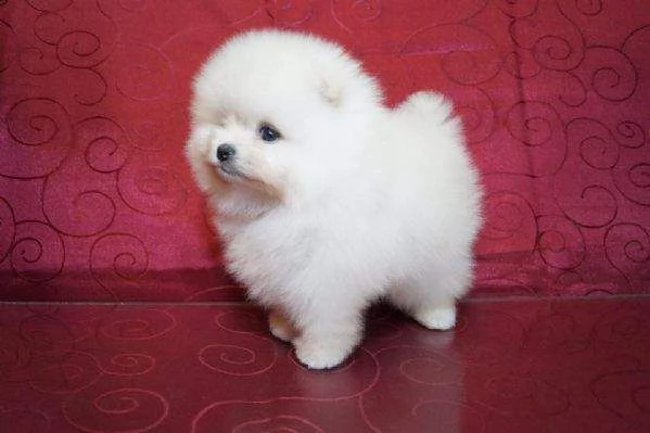 disponiamo cuccioli di pomerania toy di 2 mesi e mezzo affettuosissimi 