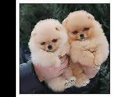 disponiamo cuccioli di volpino pomerania mini affettuosissimi 