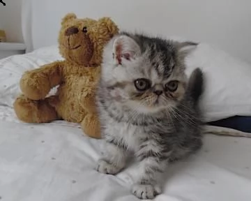 cuccioli di exotic shorthair disponibile 