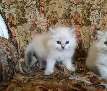 gattini ragdoll con pedigree fiv