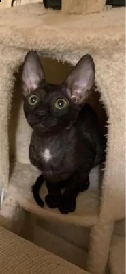 dolcissimi cuccioli cornish rex