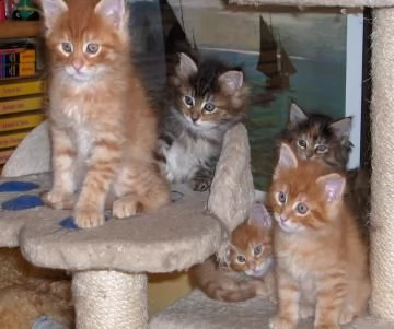 meravigliosi cuccioli di maine coon anfi 