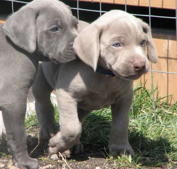 cuccioli di weimaraner disponibili per l'adozione. 