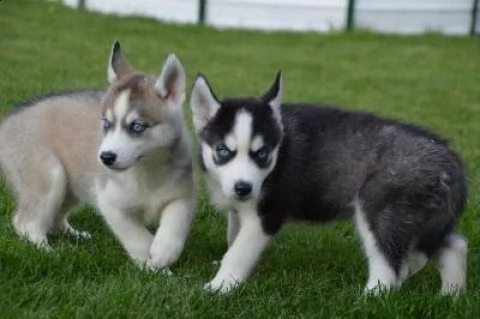 cuccioli di siberian husky disponibili per l'adozione