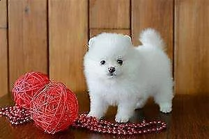bellissimo cucciolo di spitz di pomerania mini toy buonissimo originalissimo